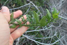 Image of Solanum africanum Dun.