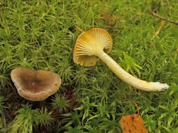 Слика од Hygrophorus hypothejus (Fr.) Fr. 1838