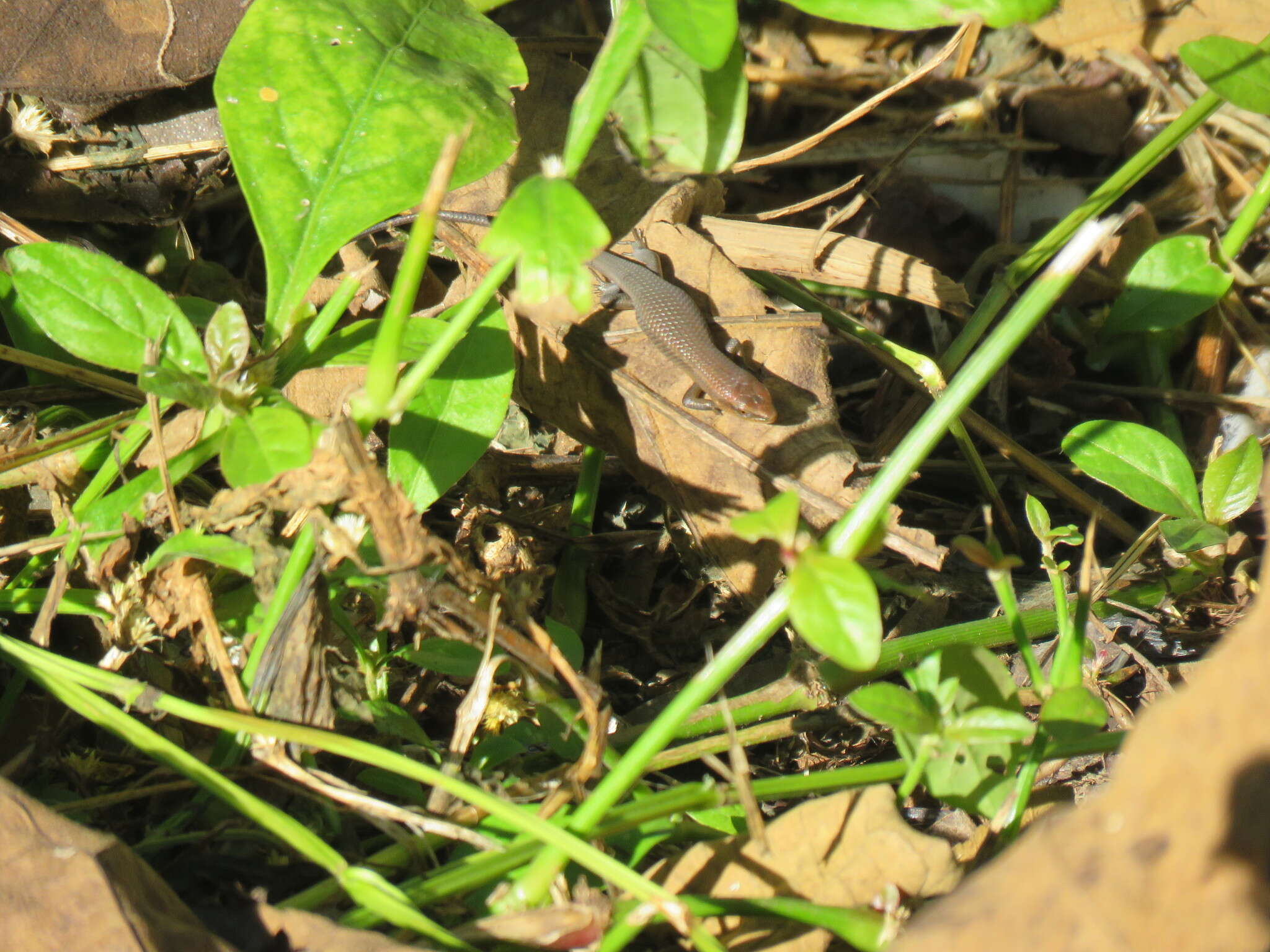 Image of Nicobar Island Skink