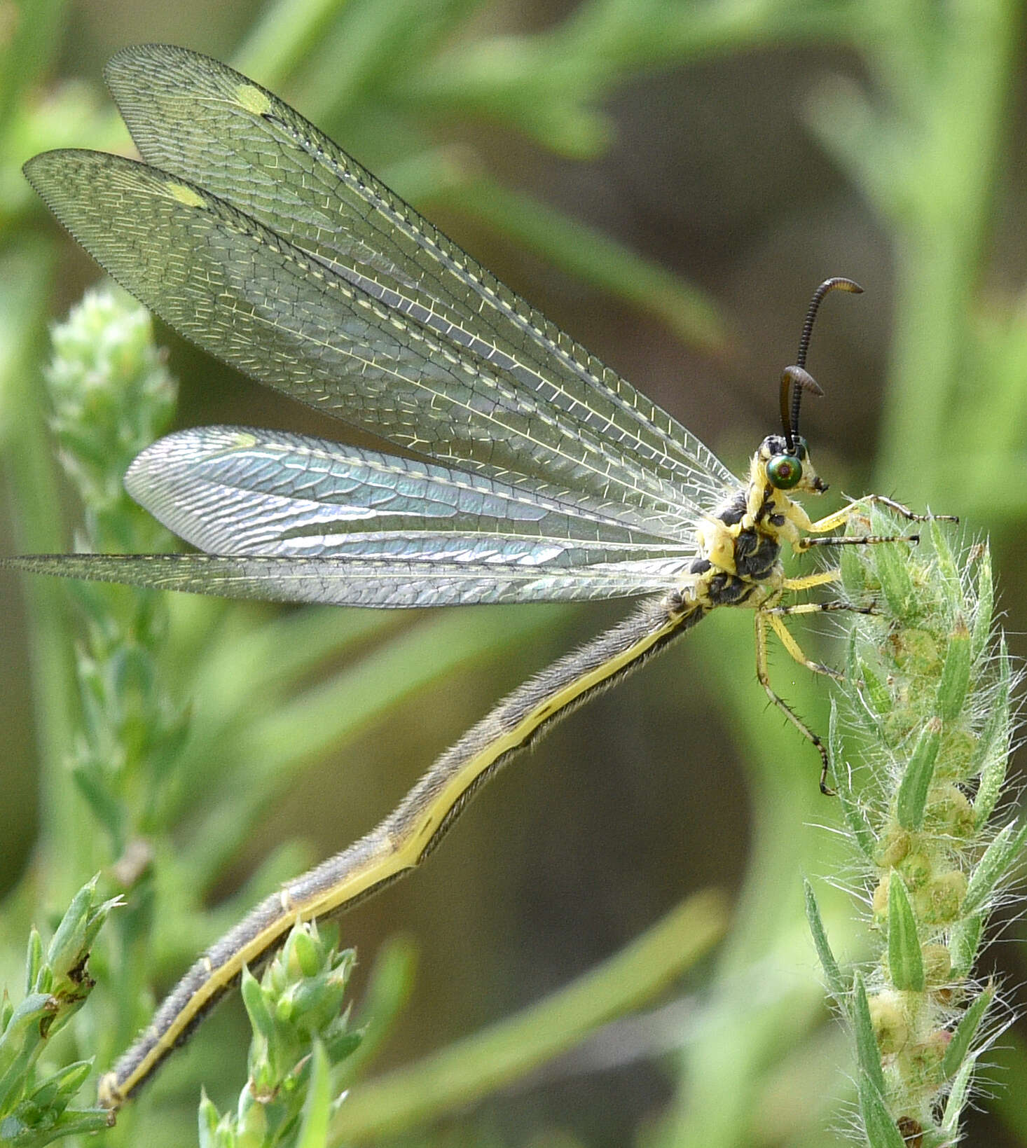 Image of Scotoleon nigrilabris (Hagen 1888)