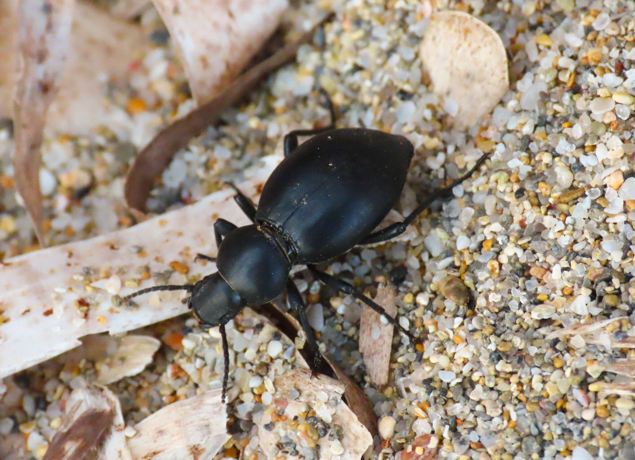 Image of Tentyria grossa sardiniensis