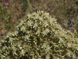 Image of Aeonium hierrense (Murr.) J. Pitard & L. Proust