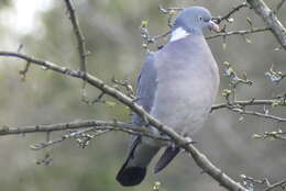 Image of Columba palumbus palumbus Linnaeus 1758