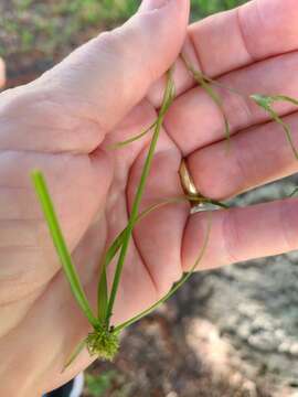 Image of Asian spikesedge