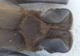 Image of Greater Bonneted Bat