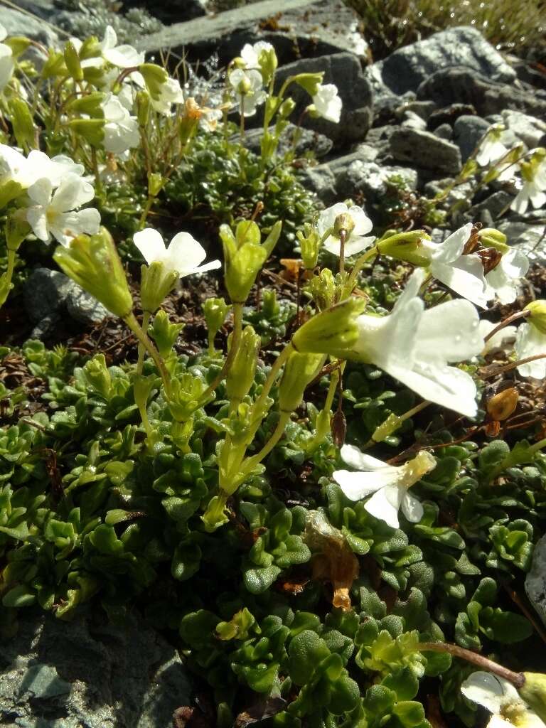 Слика од Ourisia caespitosa Hook. fil.