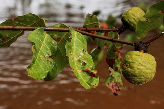 Image de Saba comorensis (Bojer) Pichon