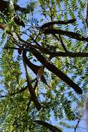 Image of Leucaena shannonii Donn. Sm.