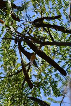 Plancia ëd Leucaena shannonii Donn. Sm.