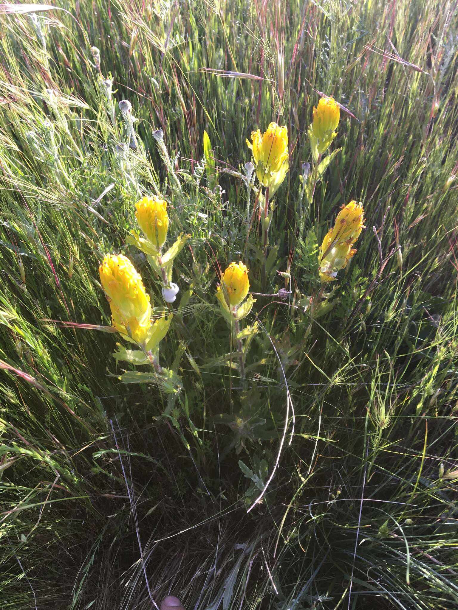 Image of golden Indian paintbrush