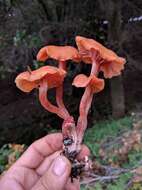 Image of Laccaria laccata (Scop.) Cooke 1884