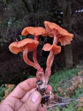 Image of Laccaria laccata (Scop.) Cooke 1884