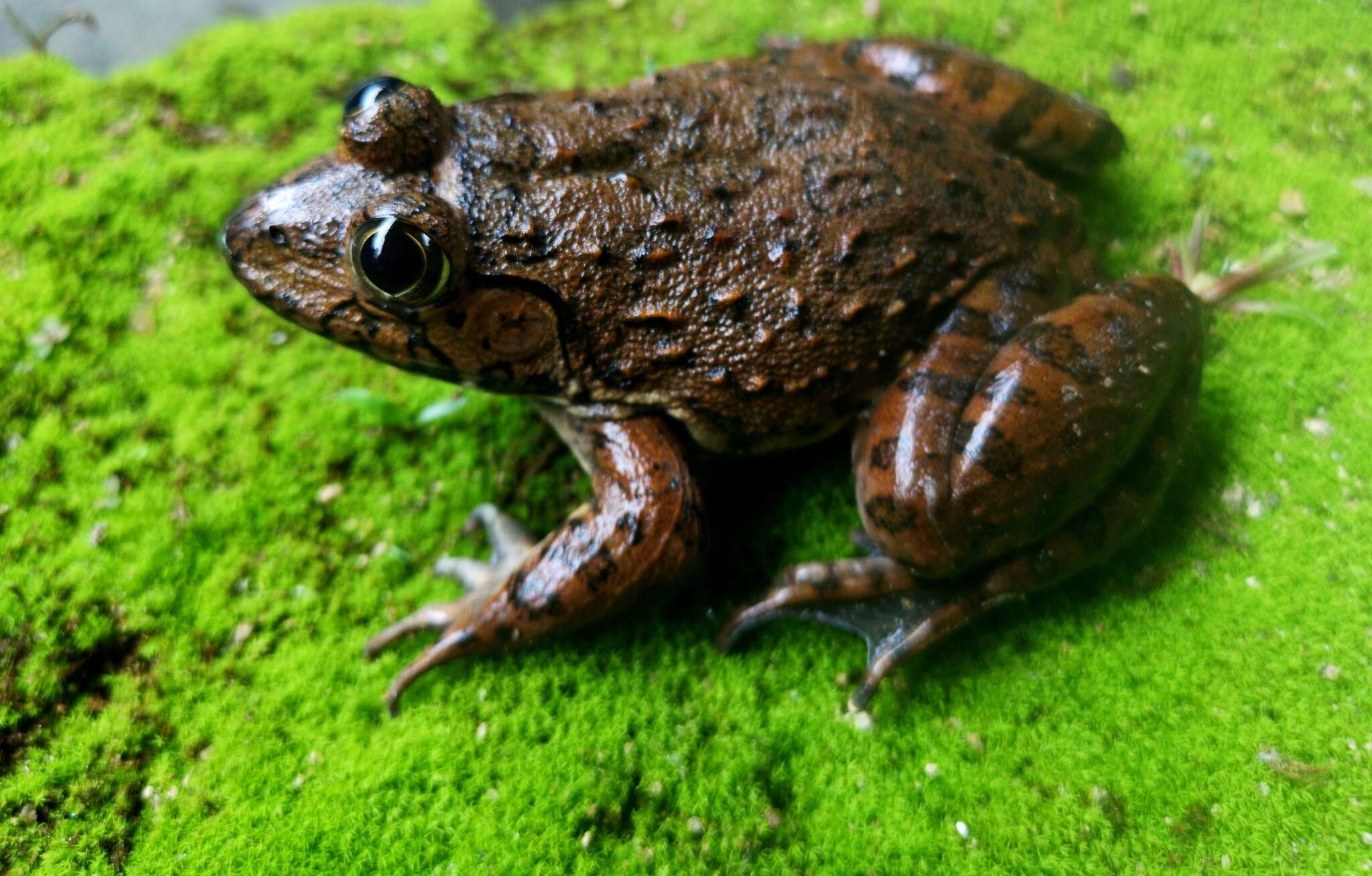 Image of African Groove-crowned Frog