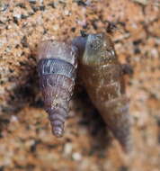 Image of Strigillaria denticulata (Olivier 1801)