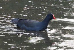 Plancia ëd Gallinula tenebrosa Gould 1846