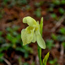 Image of Roscoea cautleyoides Gagnep.