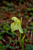 Image of Roscoea cautleyoides Gagnep.