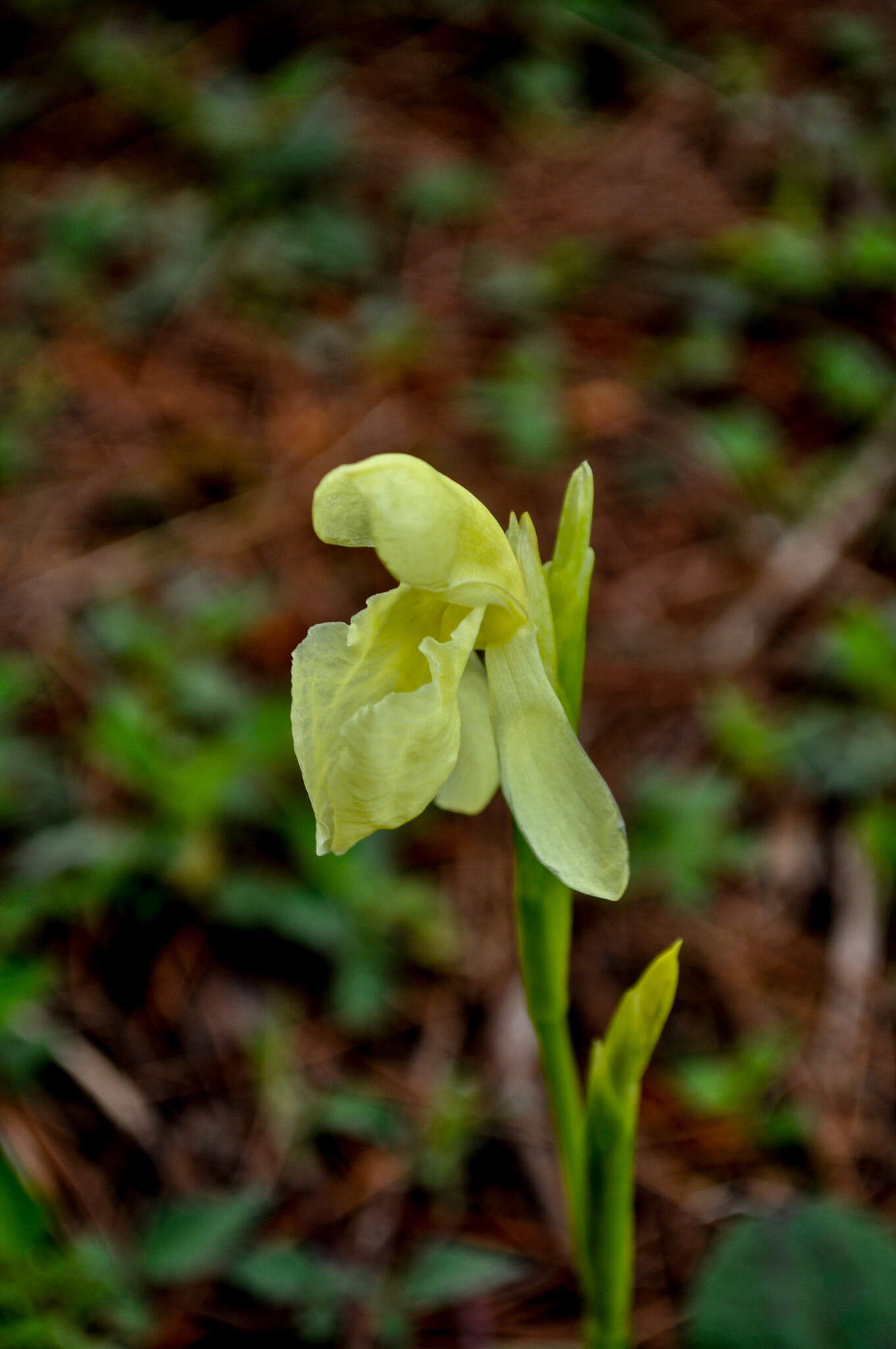 Image of Roscoea cautleyoides Gagnep.