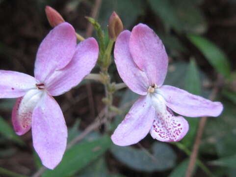 Pseuderanthemum latifolium (Vahl) B. Hansen resmi