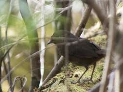 Image of Pycnoptilus Gould 1851