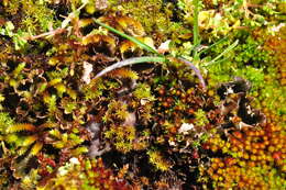 Image of Field dog-lichen;   Felt lichen