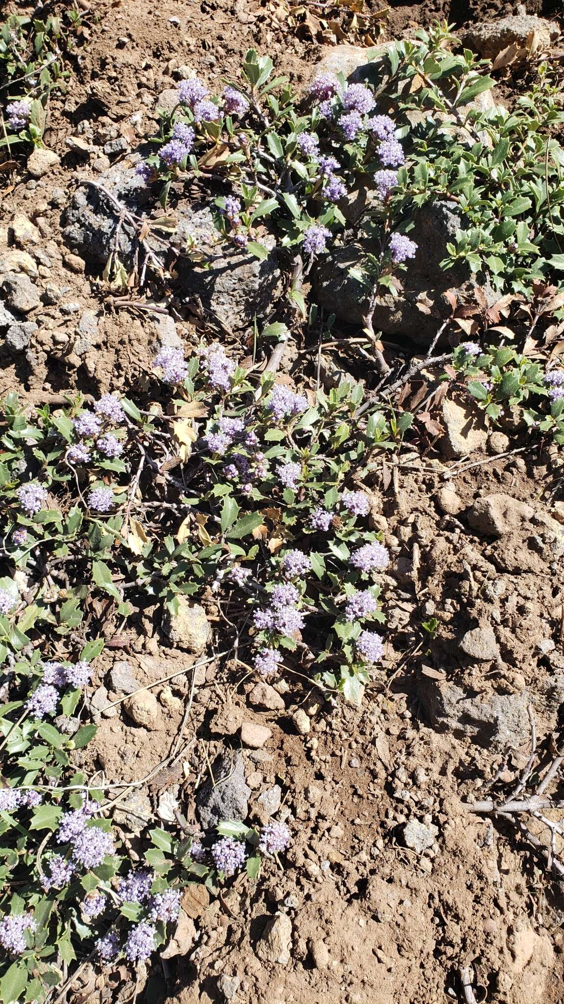 Image of Ceanothus divergens var. occidentalis (Mc Minn) D. O. Burge