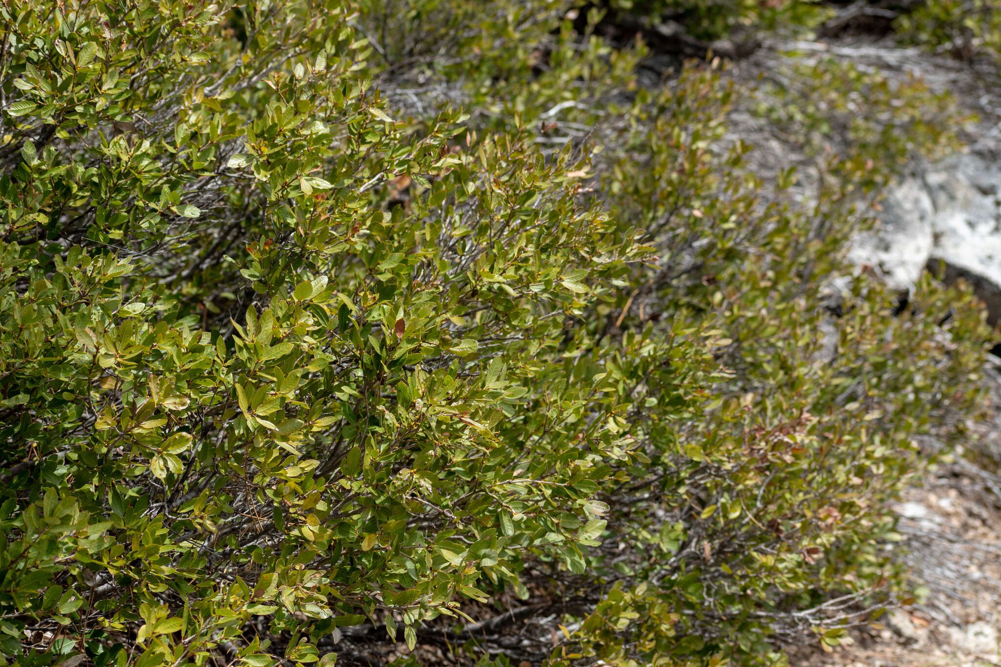 Image de Frangula rubra (Greene) Grubov