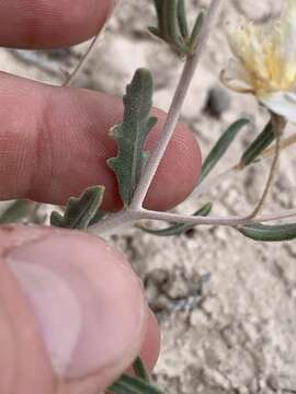 Image of Pioche stickleaf