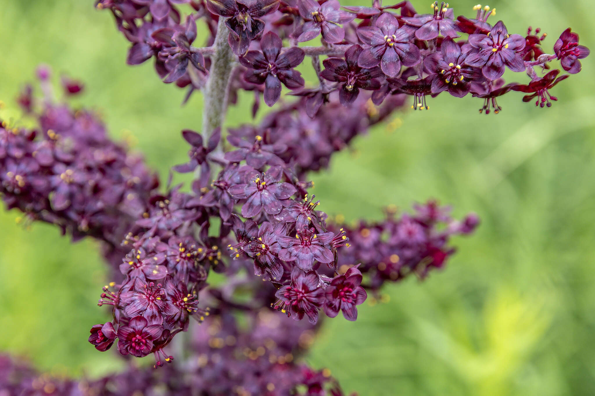 Image of black false hellebore