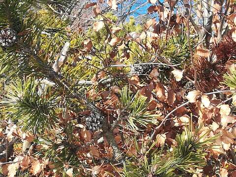 Image of Mountain Pine