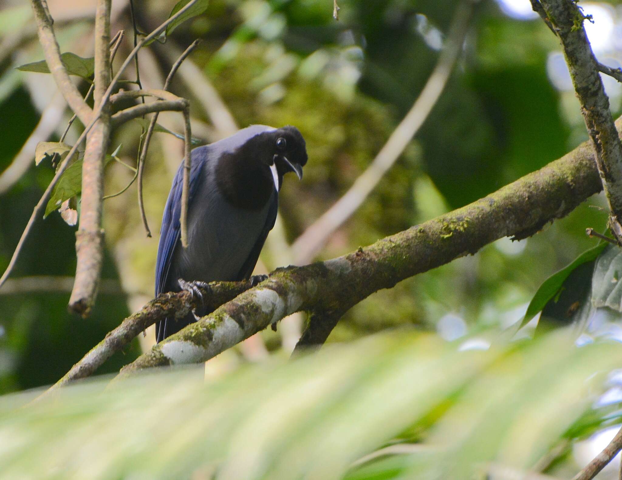 Cyanocorax violaceus Du Bus de Gisignies 1847 resmi