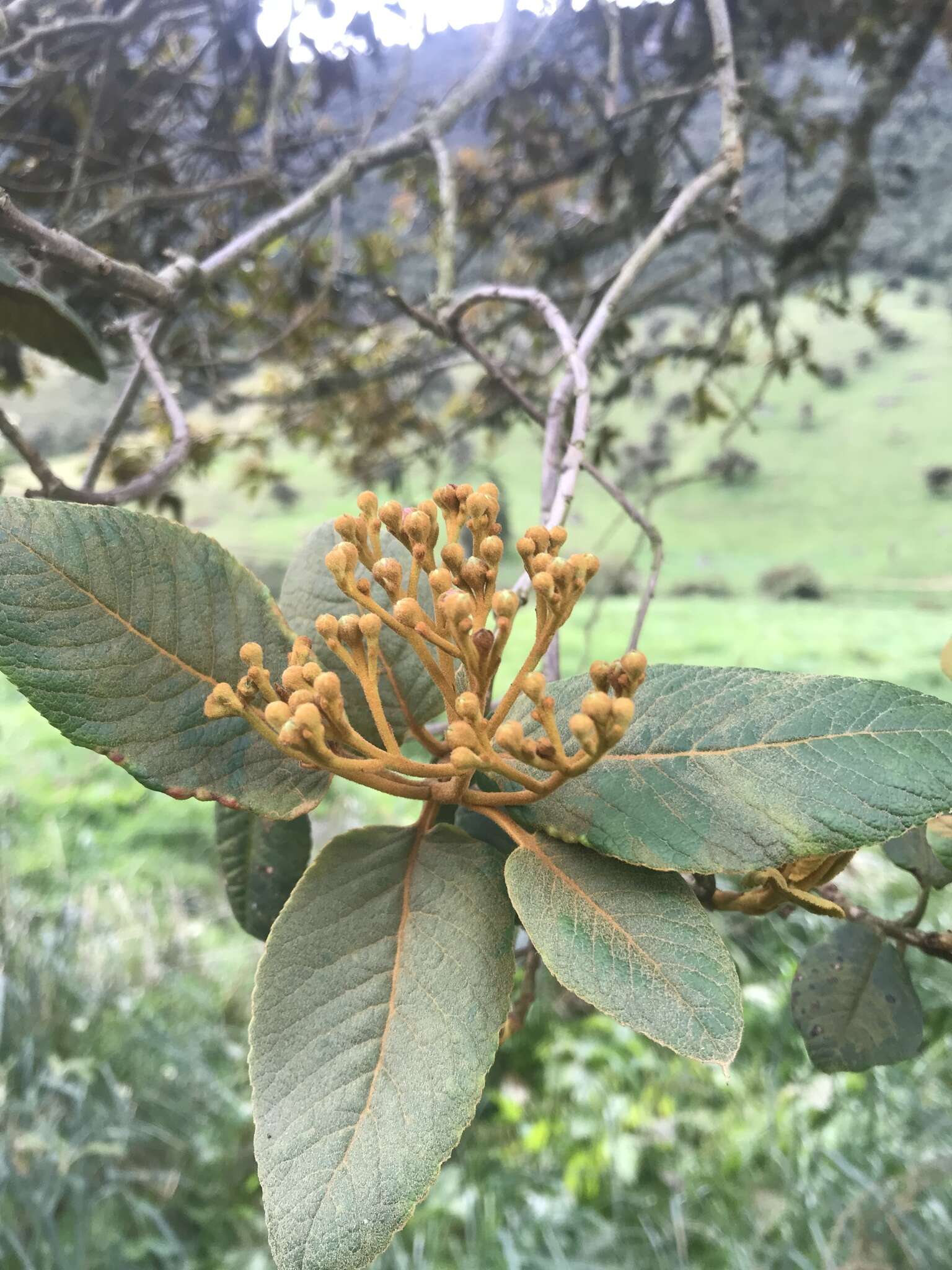 Hesperomeles ferruginea (Kunth) Lindl.的圖片