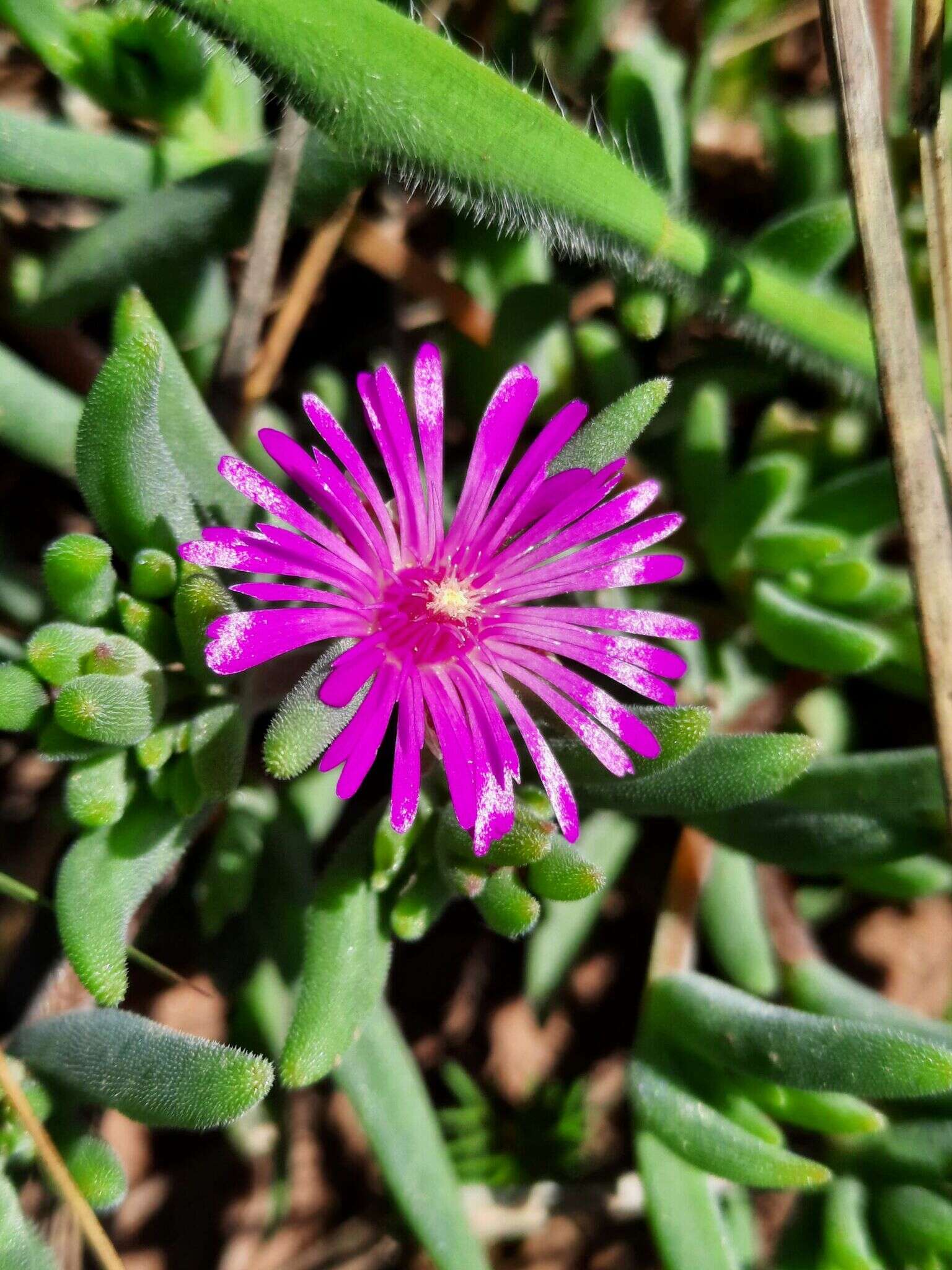 Image of Delosperma pilosulum L & Bolus