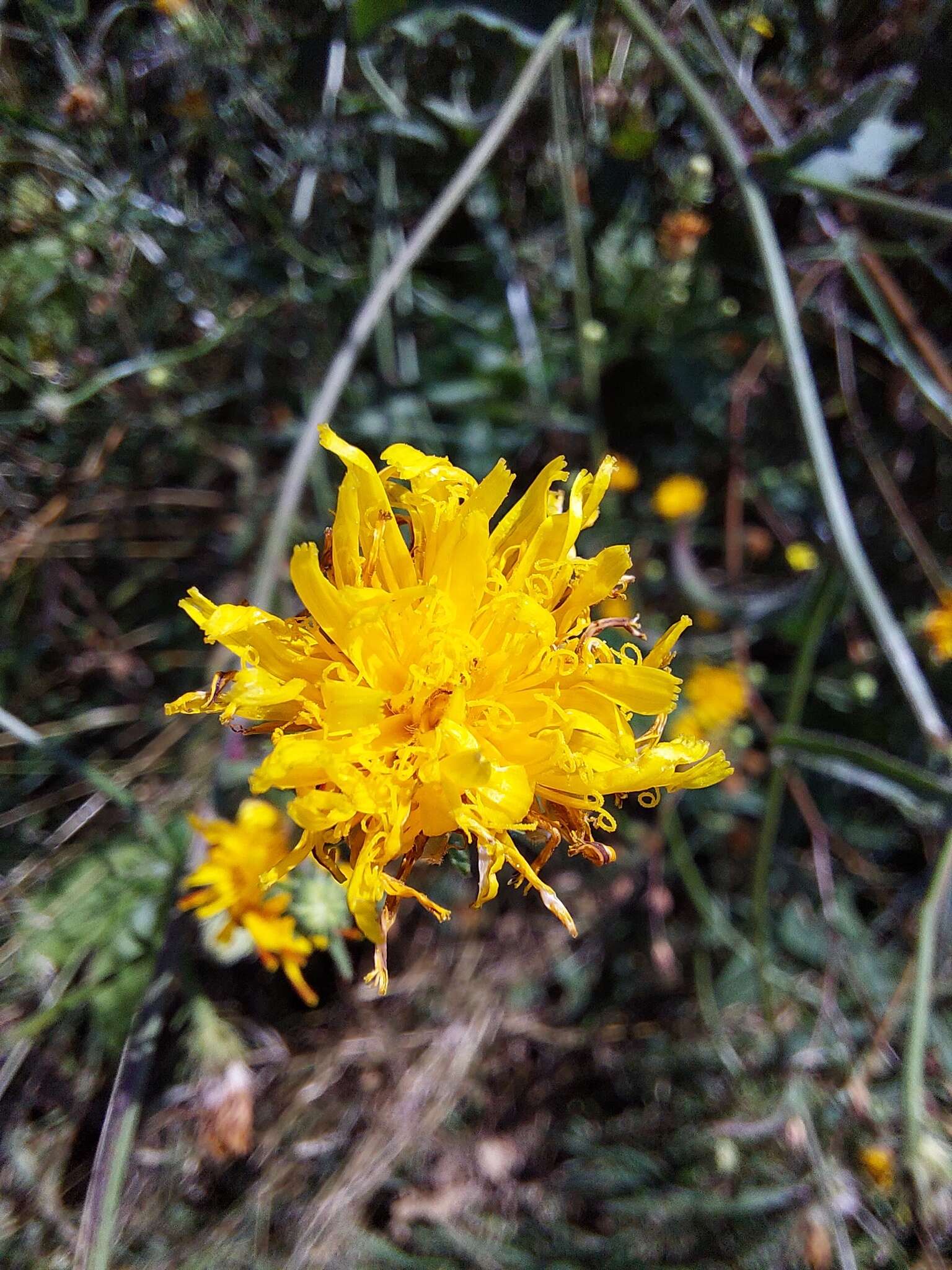 Image of hawkweed oxtongue