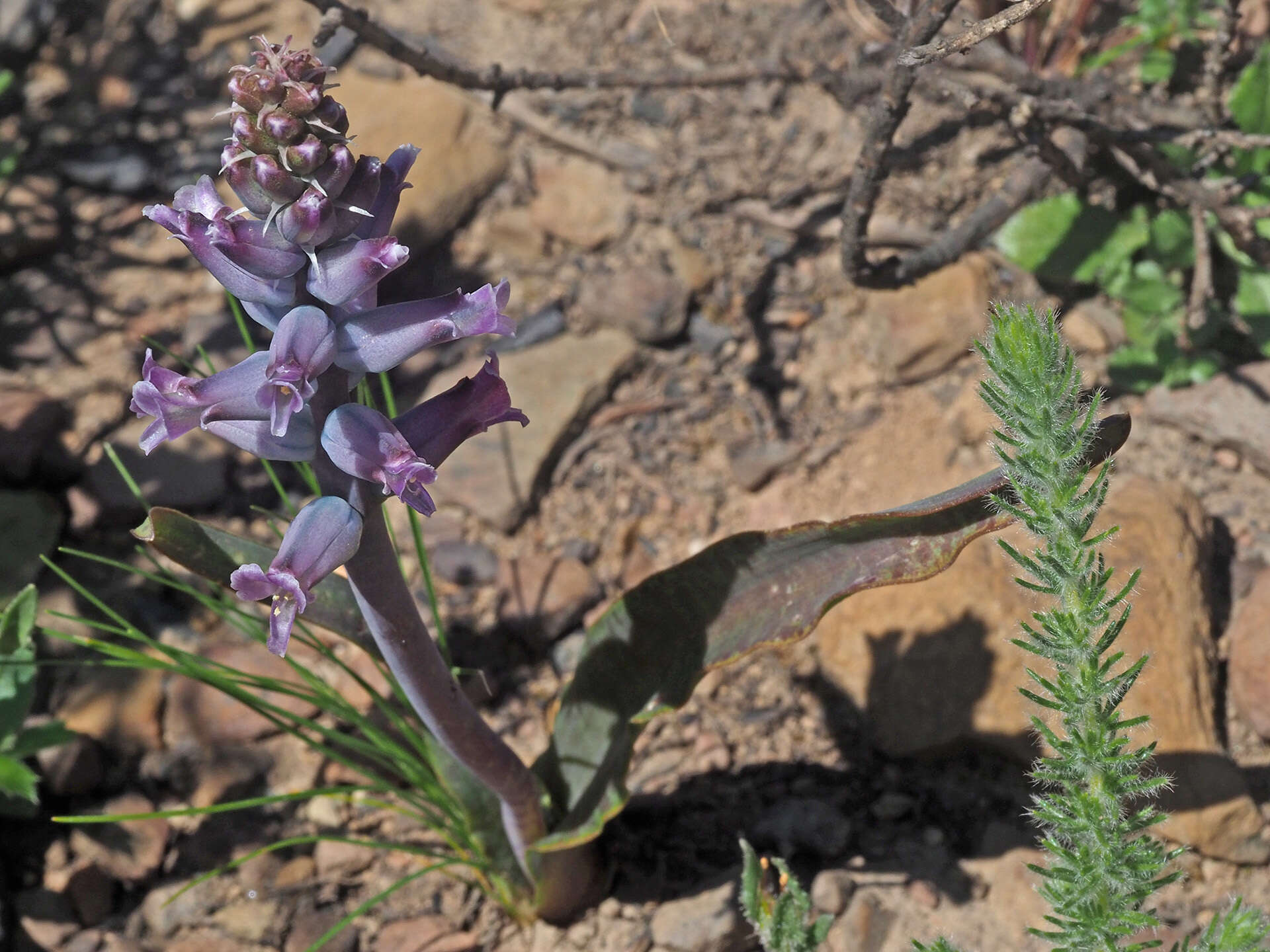 Image of Lachenalia orchioides subsp. parviflora (W. F. Barker) G. D. Duncan