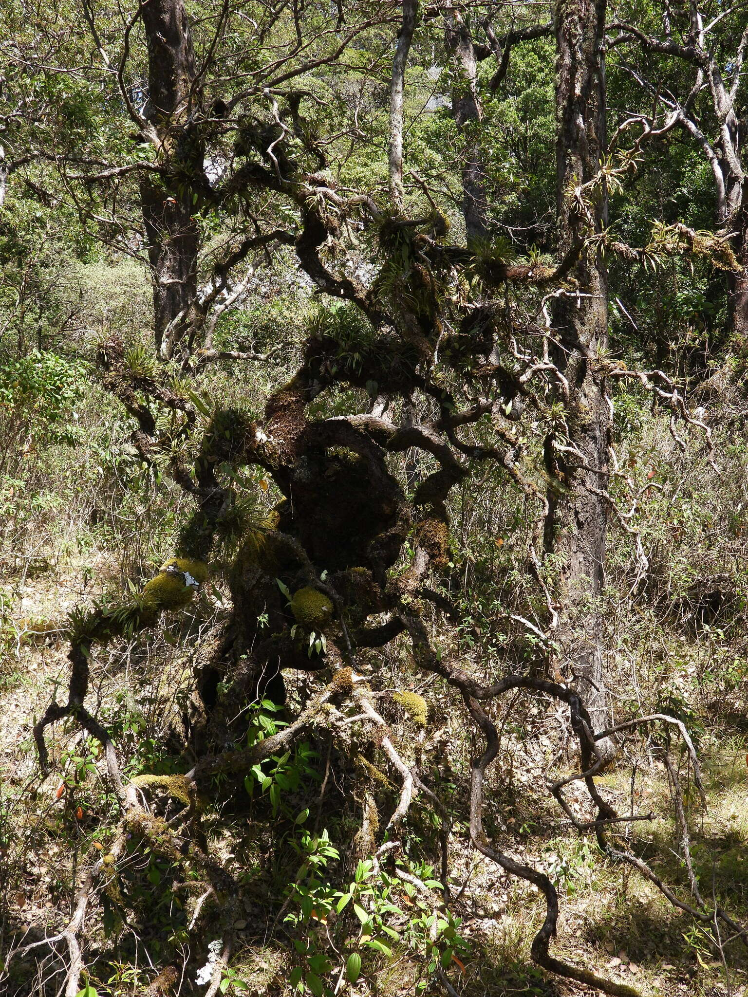 Image of Eucalyptus urophylla S. T. Blake