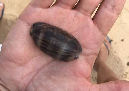 Image of measled cowrie