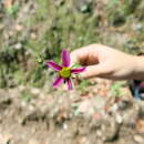 Image de Bidens schaffneri (A. Gray) Sherff