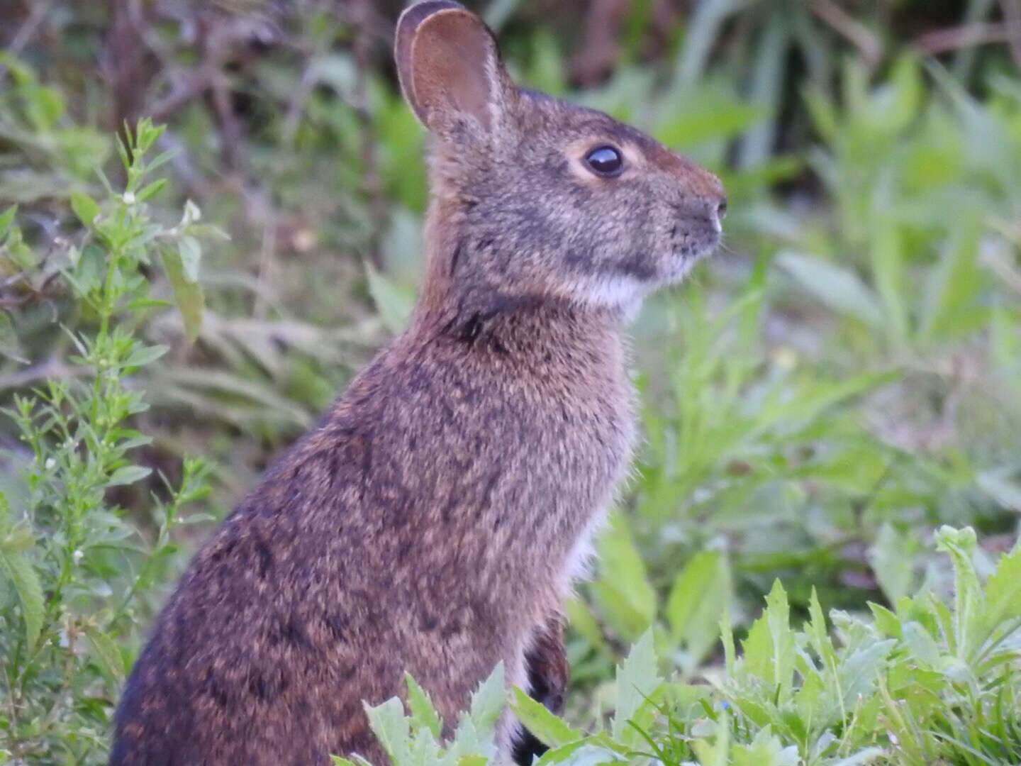 Image of Key Rabbit