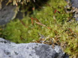 Image of candle snuffer moss