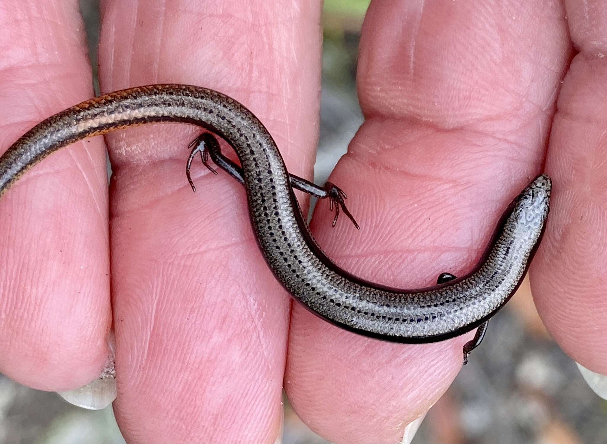 Image of South-western Orange-tailed Slider