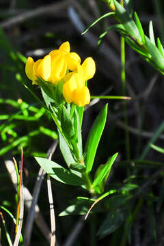 Image of <i>Liparia angustifolia</i>