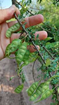 Image of Mimosa detinens Benth.