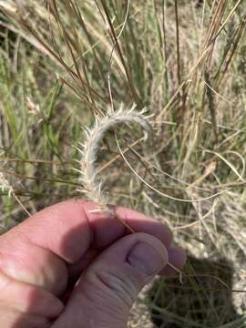 Image of Wire grass