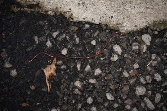 Image of Slender Worm Snake