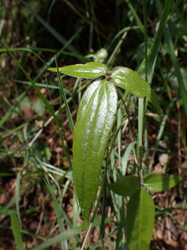 صورة Clematis morii Hayata