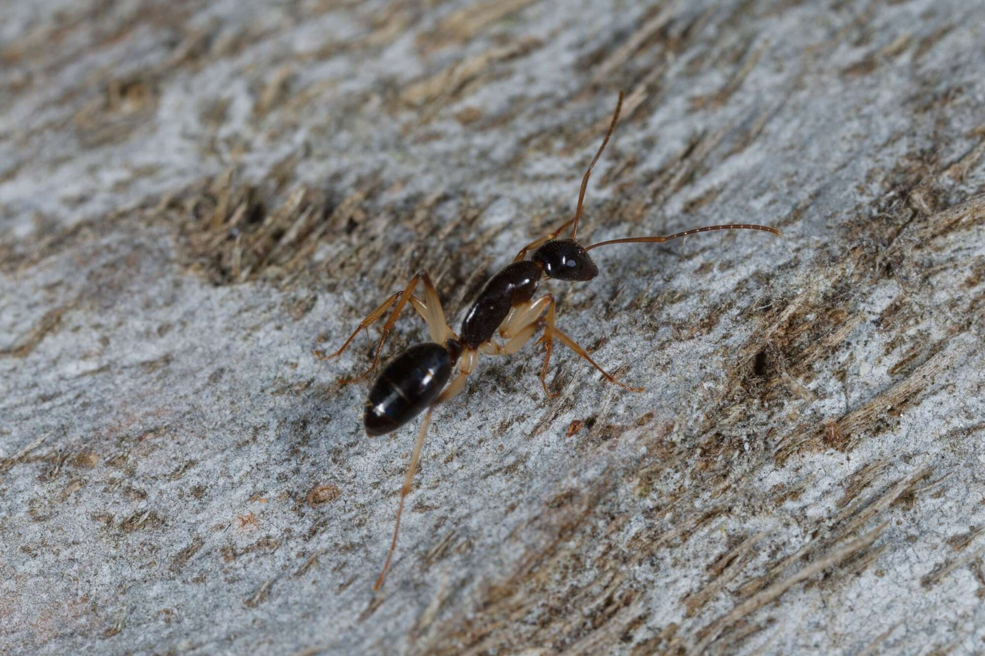 Image of <i>Camponotus elegans</i>
