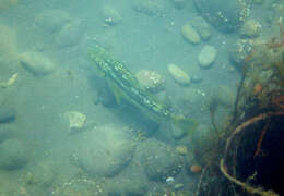 Image of Kelp bass