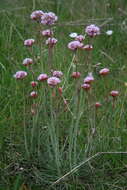 Image of Armeria maritima subsp. andina (Poeppig ex Boiss.) D. M. Moore & Yates