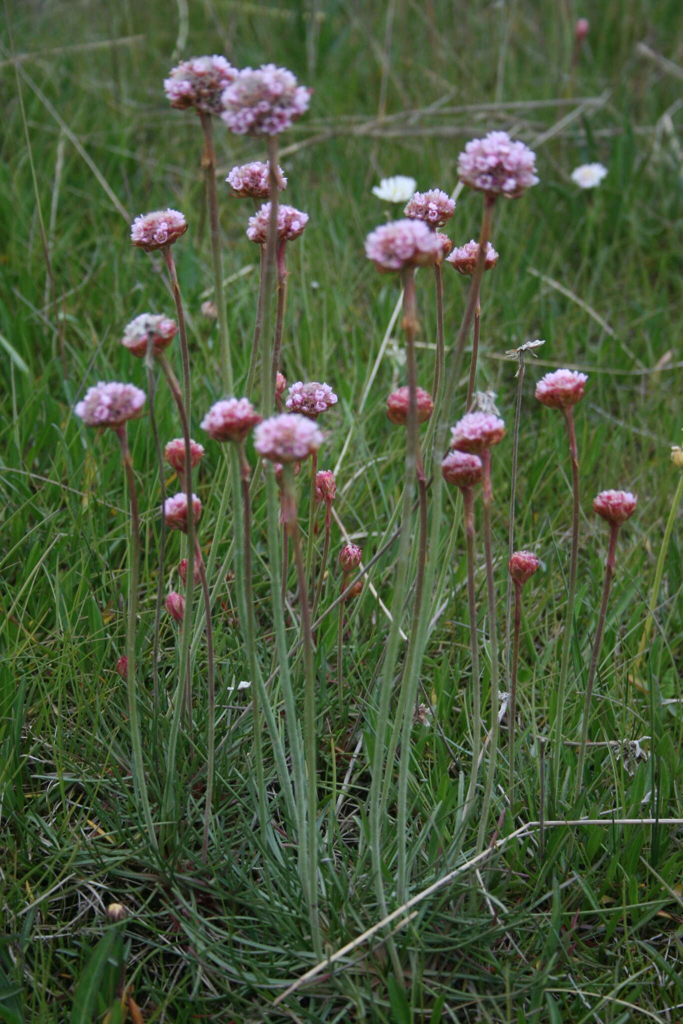 Image of Armeria maritima subsp. andina (Poeppig ex Boiss.) D. M. Moore & Yates